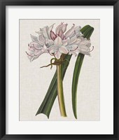 Crinium Lily I Fine Art Print