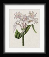 Crinium Lily II Framed Print
