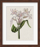 Crinium Lily II Fine Art Print
