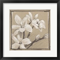 White Floral Study III Framed Print