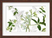 Solanum I Fine Art Print
