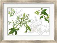 Solanum II Fine Art Print