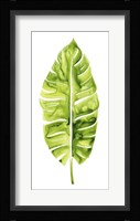 Banana Leaf Study I Framed Print