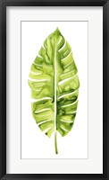 Banana Leaf Study I Framed Print