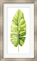 Banana Leaf Study II Fine Art Print