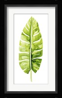Banana Leaf Study II Framed Print