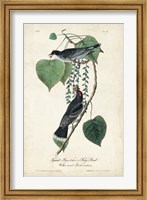Flycatcher & King Bird Fine Art Print