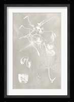 Botanical Schematic I Fine Art Print
