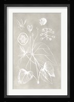 Botanical Schematic II Fine Art Print