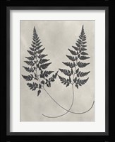 Vintage Fern Study I Fine Art Print