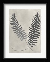 Vintage Fern Study III Fine Art Print