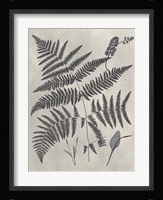 Vintage Fern Study IV Fine Art Print