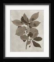 Arbor Specimen I Fine Art Print