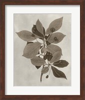 Arbor Specimen I Fine Art Print