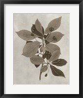 Arbor Specimen I Fine Art Print