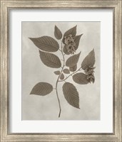 Arbor Specimen II Fine Art Print