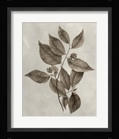Arbor Specimen III Fine Art Print