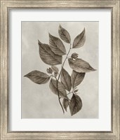 Arbor Specimen III Fine Art Print