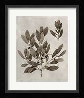 Arbor Specimen IV Fine Art Print