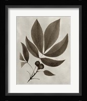 Arbor Specimen V Fine Art Print