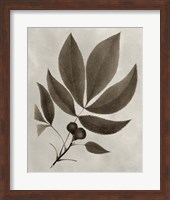 Arbor Specimen V Fine Art Print