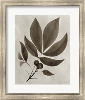 Arbor Specimen V Fine Art Print