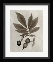 Arbor Specimen VI Fine Art Print