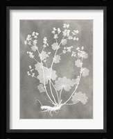 Herbarium Study I Fine Art Print