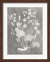 Herbarium Study I Fine Art Print