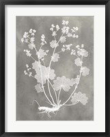 Herbarium Study I Fine Art Print