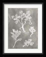 Herbarium Study II Fine Art Print