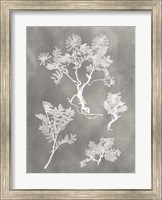 Herbarium Study II Fine Art Print