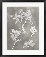 Herbarium Study II Fine Art Print