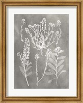 Herbarium Study III Fine Art Print