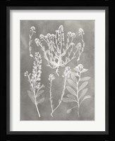 Herbarium Study III Fine Art Print