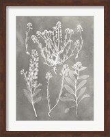 Herbarium Study III Fine Art Print