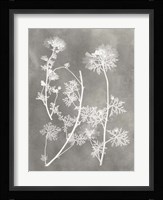 Herbarium Study IV Fine Art Print