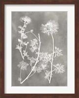 Herbarium Study IV Fine Art Print