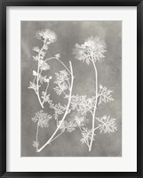 Herbarium Study IV Fine Art Print