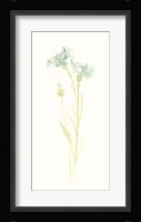 Cornflower Study I Framed Print
