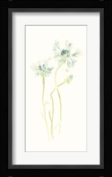 Cornflower Study II Framed Print