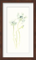 Cornflower Study II Fine Art Print