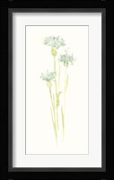 Cornflower Study IV Framed Print