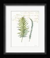 My Greenhouse Fern I Framed Print