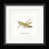 My Greenhouse Grasshopper Framed Print