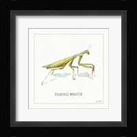 My Greenhouse Praying  Mantis Fine Art Print