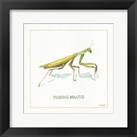 My Greenhouse Praying  Mantis Fine Art Print