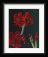 Amaryllis Amigo Fine Art Print