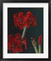 Amaryllis Amigo Fine Art Print