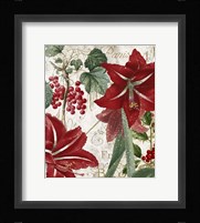 Amaryllis Framed Print